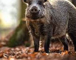 Wild boar in the woods around Holiday home in Ugchelen, Veluwe, Gelderland.