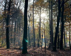 Bosrijke omgeving van Huisje in Veessen, Veluwe, Gelderland, ideaal voor wandelingen.
