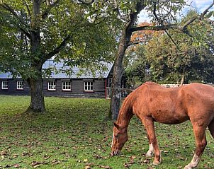 Unterkunft 328601 - Ferienhaus Veluwe - Huisje in Houtdorp gemeente Ermelo