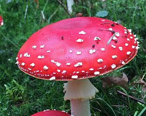 Unterkunft 328601 - Ferienhaus Veluwe - Huisje in Houtdorp gemeente Ermelo