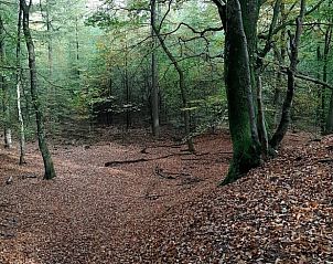 Unterkunft 328601 - Ferienhaus Veluwe - Huisje in Houtdorp gemeente Ermelo