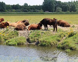 Verblijf 332303 - Bungalow Noordwest Groningen - Robbenoort 121 Lauwersoog de Merel