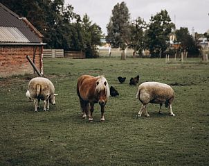 Guest house 332504 - Holiday property Noordoost Groningen - Vakantiehuis in Delfzijl