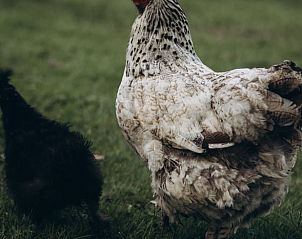 Guest house 332504 - Holiday property Noordoost Groningen - Vakantiehuis in Delfzijl