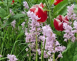 Verblijf 333202 - Vakantiewoning Noordoost Groningen - Huisje in Uithuizen