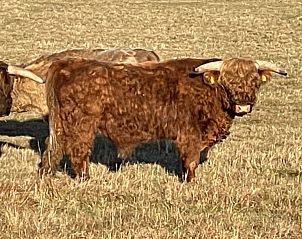 Verblijf 3413171 - Vakantiewoning Noordwest Groningen - Robbenoort 127, Lauwie met apart gastenverblijf