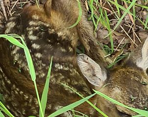Schattig hertje in de natuur rondom Vakantiehuisje in Vriescheloo, Zuidoost Groningen.