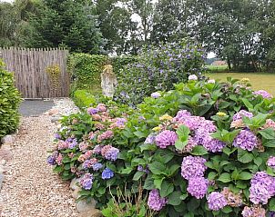 Bloeiende hortensia's in de tuin van Vakantiehuisje in Vriescheloo, Groningen.