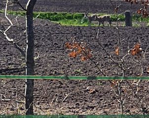 Rustige omgeving van vakantiehuisje in Vriescheloo met uitzicht op grazende herten, perfect voor natuurliefhebbers in Groningen.