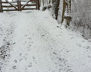 Besneeuwd pad bij vakantiehuisje in Vriescheloo, biedt winterse charme in de natuur van Groningen.