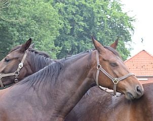 Paarden in de buurt van vakantiehuisje in Vriescheloo, biedt landelijke charme in Zuidoost Groningen.