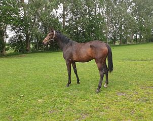Elegant paard in de weide bij vakantiehuisje in Vriescheloo, biedt landelijke ervaring in Groningen.