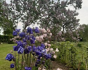 Bloeiende bloemen in de tuin van Vakantiehuis in Vriescheloo, een kleurrijk schouwspel in Zuidoost Groningen.