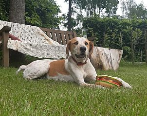Hond ontspant in de tuin van Vakantiehuis in Vriescheloo, huisdiervriendelijk verblijf in Groningen.