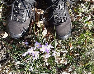 Wandelpad met bloemen nabij Vakantiehuis in Vriescheloo, een uitnodiging voor avontuur in Groningen.