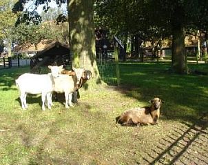 Guest house 350317 - Holiday property Zuidoost Groningen - Vakantiehuis Gem�tlicher Ferienhof Loosternest in Vrieschel