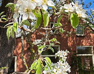 Guest house 350803 • Holiday property Zuidoost Groningen • Vakantiehuis in Oostwold (gem. Oldambt) 