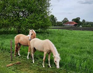 Prachtige omgeving van Huisje in Slochteren, vakantiehuis in Groningen met grazende paarden in de wei.