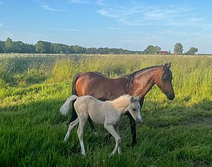Natuurlijke omgeving van Huisje in Slochteren, vakantiehuis in Groningen met paarden in het veld.