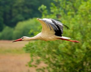 Unterkunft 351313 - Ferienhaus Zuidoost Groningen - Huisje in Wedde