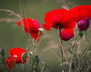 Unterkunft 351329 - Ferienhaus Zuidoost Groningen - Huisje in Wedde