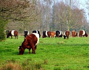 Unterkunft 351413 - Ferienhaus Zuidoost Groningen - Huisje in Onstwedde