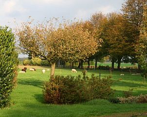 Schapen in de weide rondom Huisje in Mussel, vakantiehuis in Groningen, omgeven door natuur.