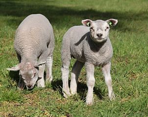 Jonge lammetjes in de tuin van Huisje in Mussel, vakantiehuis in Groningen.