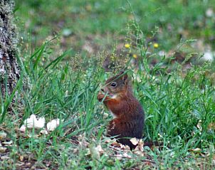 Eekhoorn in de tuin van Huisje in Mussel, vakantiehuis in Zuidoost Groningen.
