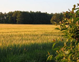 Zomers veld met graan bij zonsondergang bij Huisje in Mussel, vakantiehuis in Groningen.