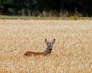 Hert in de velden rondom Huisje in Mussel, vakantiehuis in Groningen, omgeven door natuur.