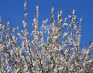 Unterkunft 353601 - Ferienhaus Zuidoost Groningen - Vakantiehuisje in Vledderveen