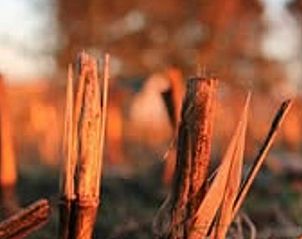 Unterkunft 353601 - Ferienhaus Zuidoost Groningen - Vakantiehuisje in Vledderveen