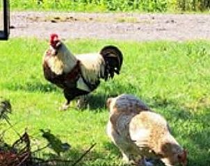 Unterkunft 353601 - Ferienhaus Zuidoost Groningen - Vakantiehuisje in Vledderveen