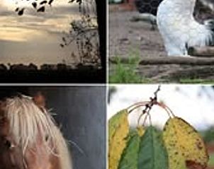 Unterkunft 353601 - Ferienhaus Zuidoost Groningen - Vakantiehuisje in Vledderveen