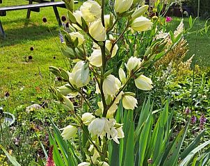 Bloeiende bloemen in de tuin van bed & breakfast DE DOBBE in Glimmen, Groningen.