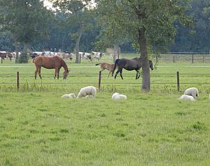 Schapen grazen in de buurt van Huisje in Opende, vakantieaccommodatie in Groningen.