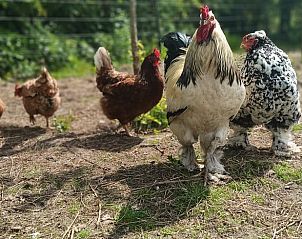 Guest house 361711 - Holiday property Zuidwest Groningen - Vakantiehuisje in Opende