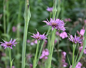Warme slaapkamer met houten balken in vakantiehuis L241 in Nederweert, Limburg.