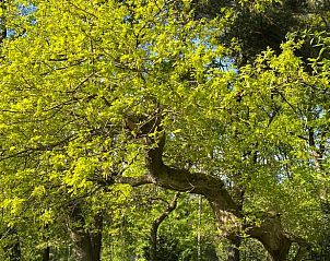 Guest house 371503 - Holiday property Midden Limburg - Vakantiehuis in Koningsbosch