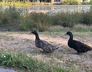 Unterkunft 372622 - Ferienhaus Midden Limburg - Vakantiehuis in Stramproy