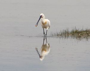 Unterkunft 373608 - Ferienhaus Midden Limburg - Vakantiehuis in Neer / Roermond