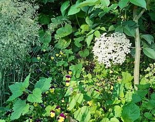 Unterkunft 374212 - Ferienhaus Midden Limburg - Vakantiehuis in Nederweert Eind