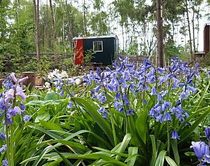 Unterkunft 374213 - Ferienhaus Midden Limburg - Vakantiehuisje in Nederweert Eind