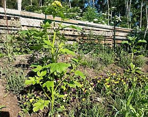 Unterkunft 374213 - Ferienhaus Midden Limburg - Vakantiehuisje in Nederweert Eind