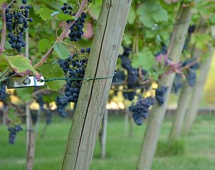 Unterkunft 375202 - Ferienhaus Midden Limburg - Vakantiehuis in Melick