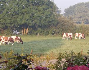 Unterkunft 380841 - Ferienhaus Noord Limburg - Huisje in Well