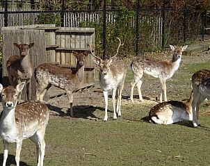 Unterkunft 380841 - Ferienhaus Noord Limburg - Huisje in Well