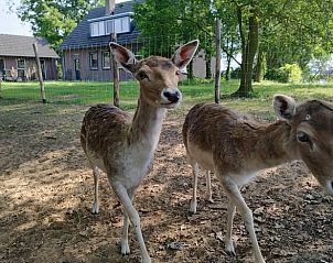 Verblijf 380847 - Vakantiewoning Noord Limburg - Huisje in Well