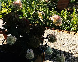 Bloeiende hortensia's in de tuin van Vakantiehuisje in America, Noord Limburg, voor een kleurrijk uitzicht.